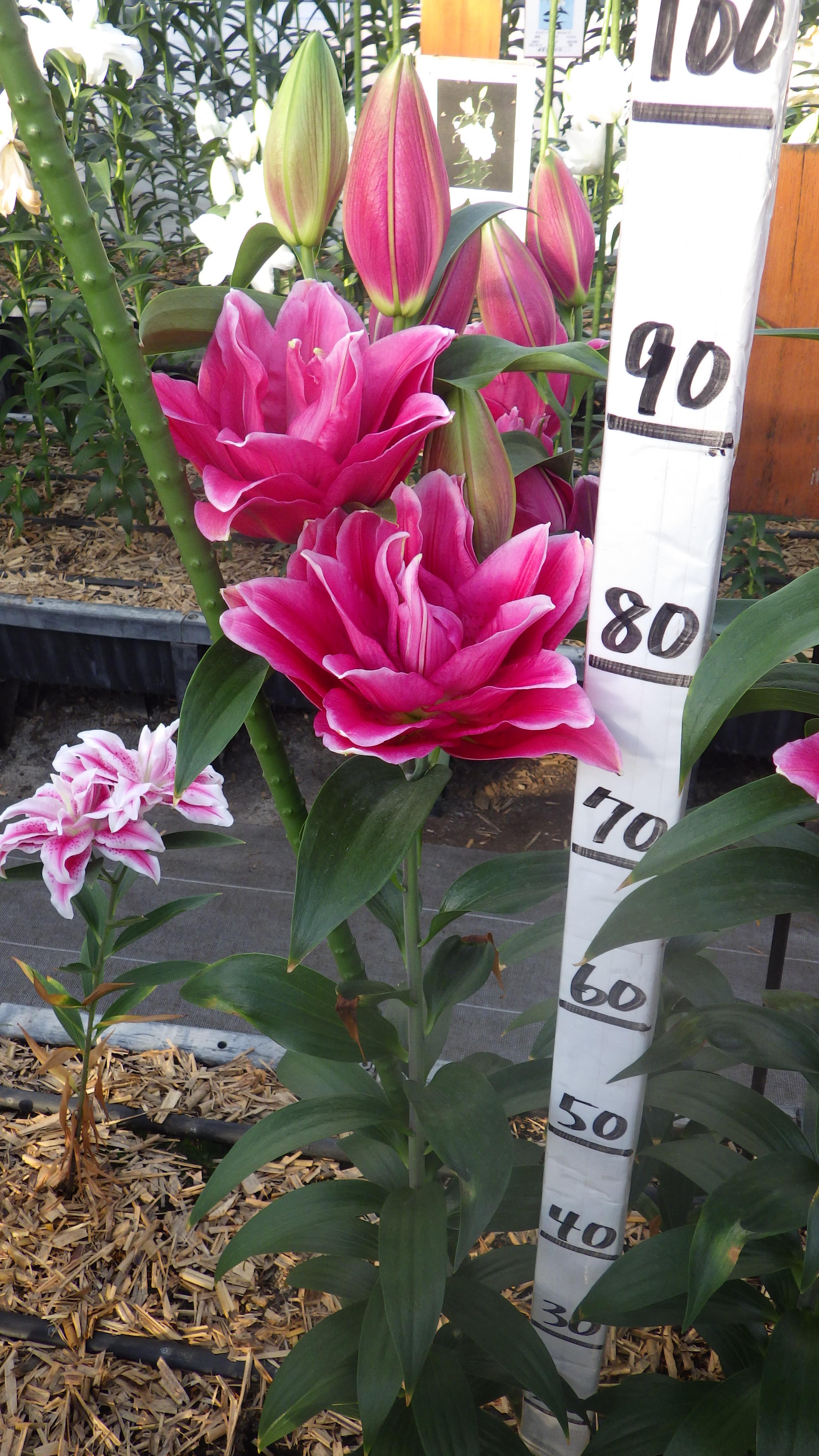 RL マヌースカ(八重)